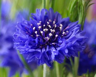 Centaurea Cyanus albastrele