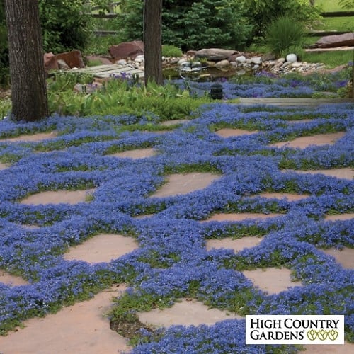 Flori mici albastre combinate cu lespezi de piatra