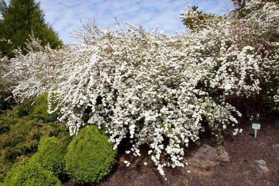 Arbust cu flori albe cununita sau spiraea prunifolia