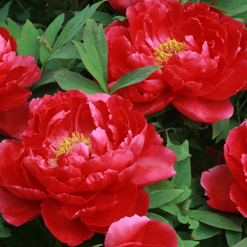 Bujor Houki cu flori rosii