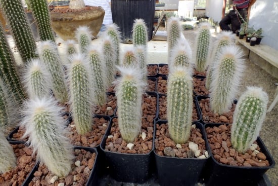 Espostoa lanata - cactus lanos