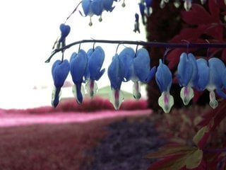 Floare cerceii doamnei culoare albastra