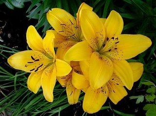 Crin imperial cu flori galbene