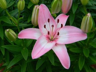 Lilium asiatic pink