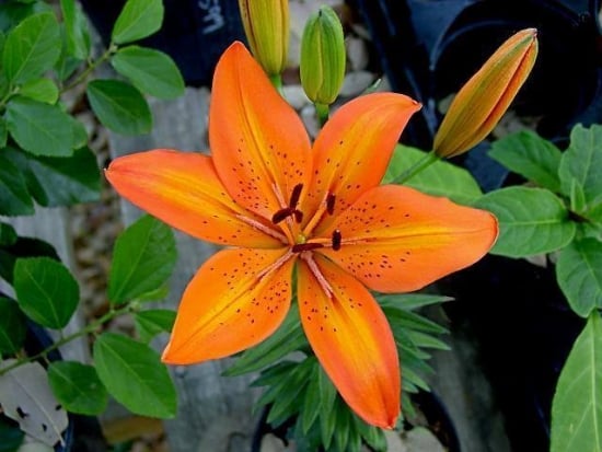Lilium oriental orange
