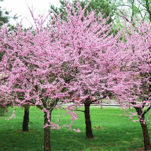 Gradina verde cu copaci infloriti
