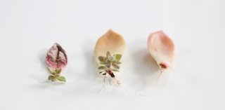 Plante suculente minuscule