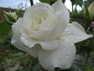 Amenajare gradina trandafir alb