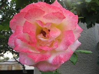 Amenajare gradina trandafir alb roz