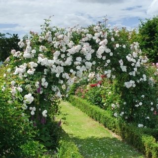 Trandafir alb catarator adelaide d orleans pentru pergole