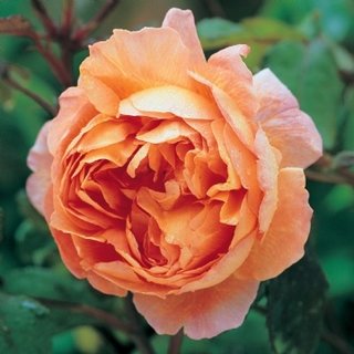 Trandafir englezesc parfumat Lady Emma Hamilton