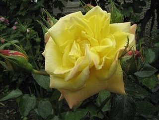 Trandafir galben de gradina