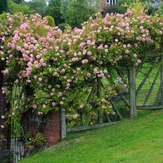Trandafir roz somon cu floare medie paul noel catarator