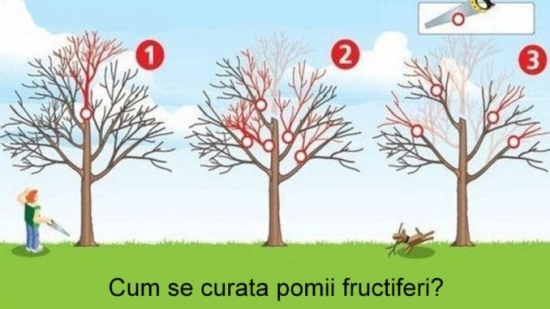 Curatare corecta la pomi