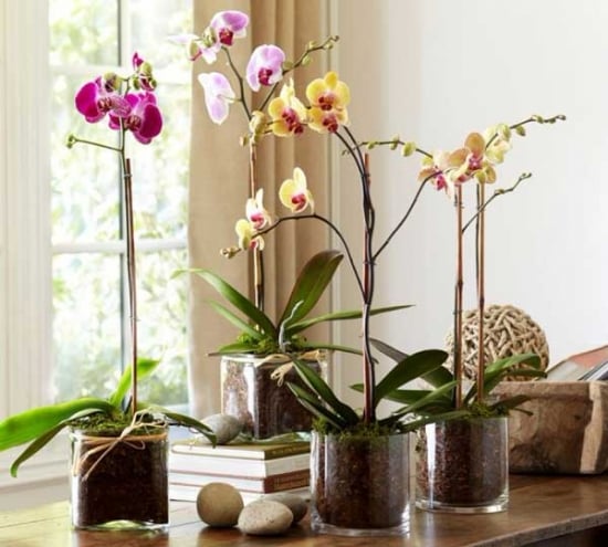 Ghivece transparente cu orhidee in interior