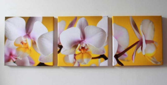 Tablouri murale cu orhidee