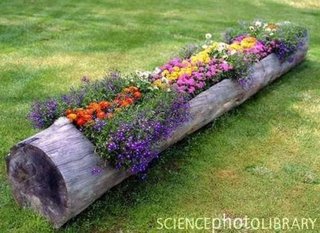 Idee pentru plantarea florilor pitice in gradina