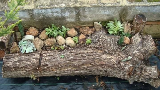 Jardiniera improvizata pentru plante grase