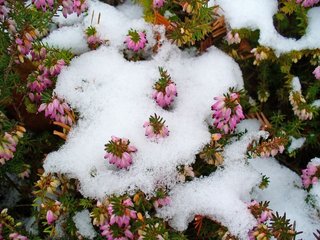 Plante care infloresc iarna in gradina in zapada