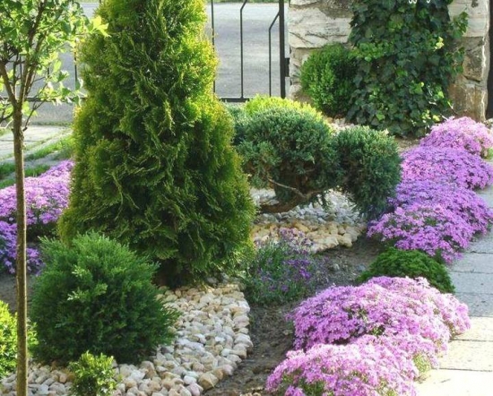 Arbusti ornamentali nepretentiosi amenajare gradina