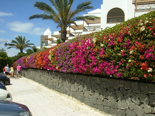 Gard stradal cu flori de zamosita hibiscus culori diverse
