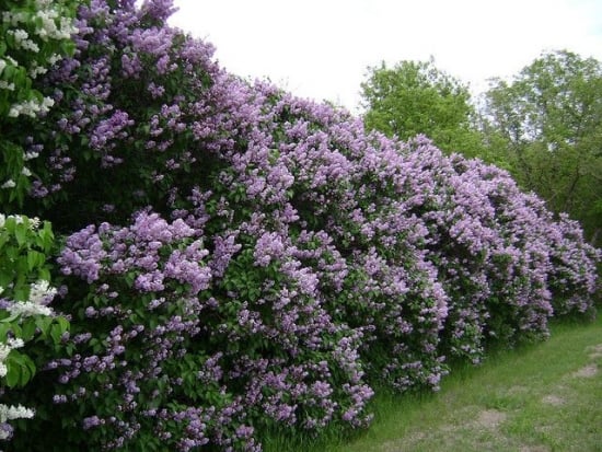 Gard viu cu flori de liliac syringa