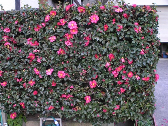Gard viu cu flori rosii camellia japonica