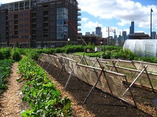 Agricultura urbana