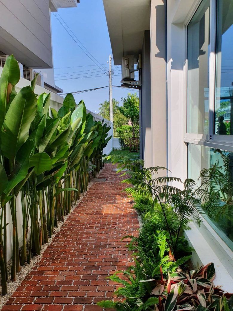 Idee amenajare alee ingusta pe langa casa cu plante
