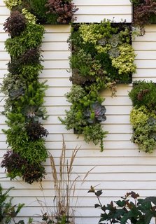 Gradina verticala cu plante diverse pe zidul terasei