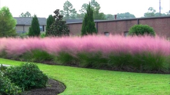 10 moduri de a utiliza iarba ornamentala in exteriorul locuintei