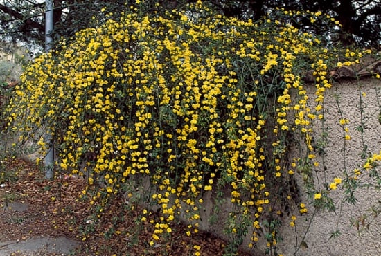Iasomia de iarna - Jasminum Nudiflorum - planta rezistenta - ingrijire si inmultire