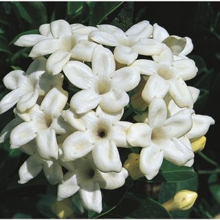 Stephanotis cu flori albe cerate cu cinci petale