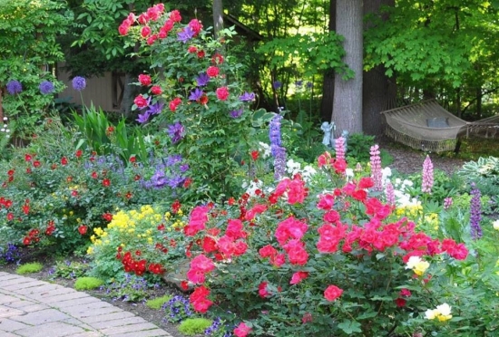 Flori frumoase de gradina