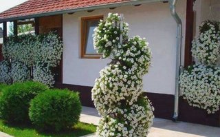 Gradina cu flori albe agatatoare