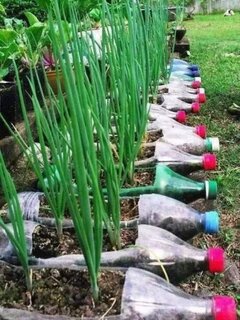 Idee cultivare ceapa verde