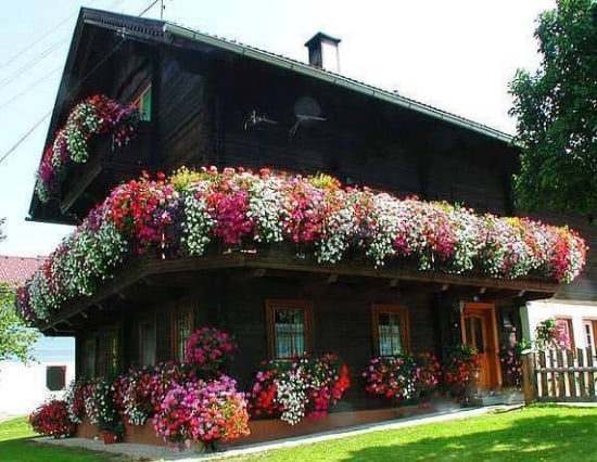 Casa decorata cu muscate