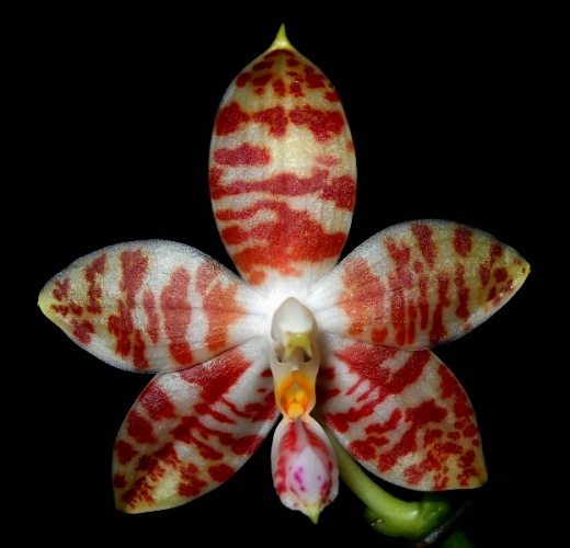 Orhidee Phalenopsis amboinensis