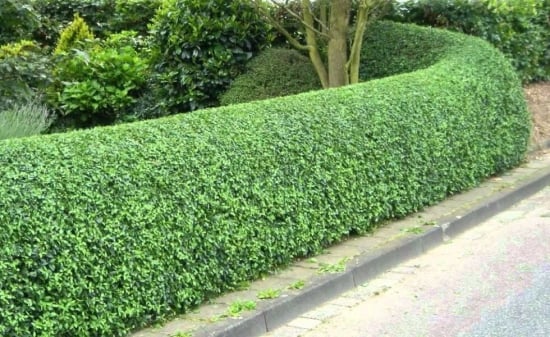 Plantare si tundere lemn cainesc