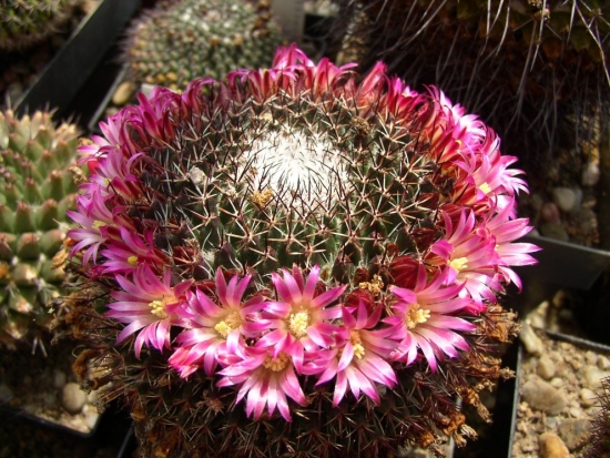 Cactus Mammillaria inflorit 