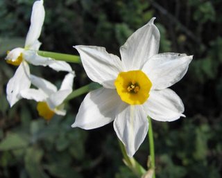 Floare de narcisa narcissus