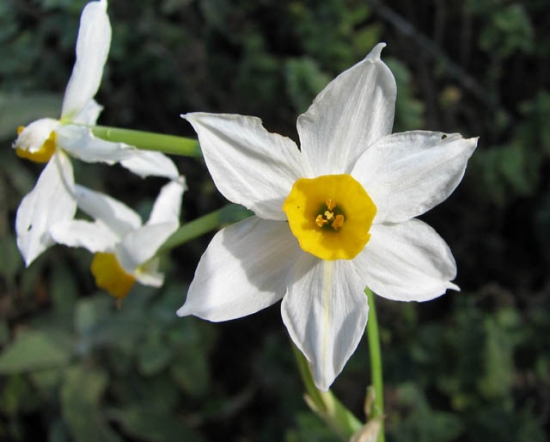 Floare de narcisa narcissus