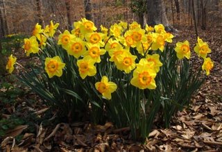 Narcissus galbena