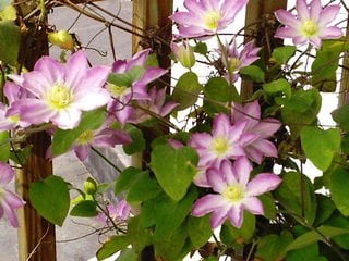 Clematis Asao cu flori roz