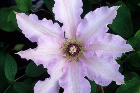 Clematis Blue Moon