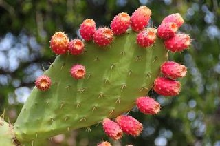Opuntia coccinellifera cactus Limba soacrei