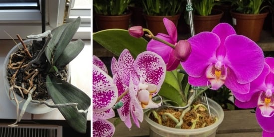 Cum salvezi o orhidee ofilita