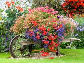Roaba decorativa de gradina cu flori colorate de vara
