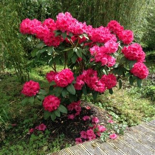Arbust cu frunze mereu verzi si flori roz rododendron in gradina
