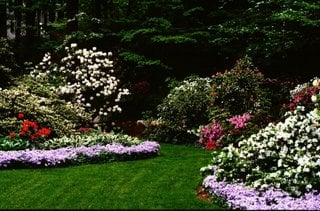 Gradina plantata cu arbusti cu flori rodonedroni